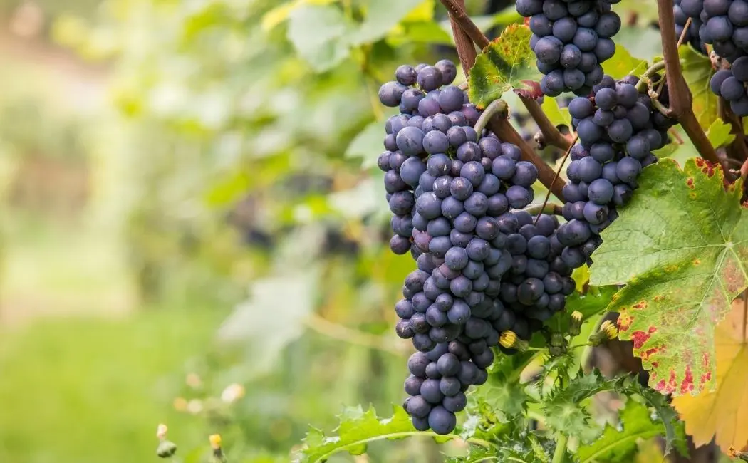 Winogrona – jak wybrać najlepszy gatunek?